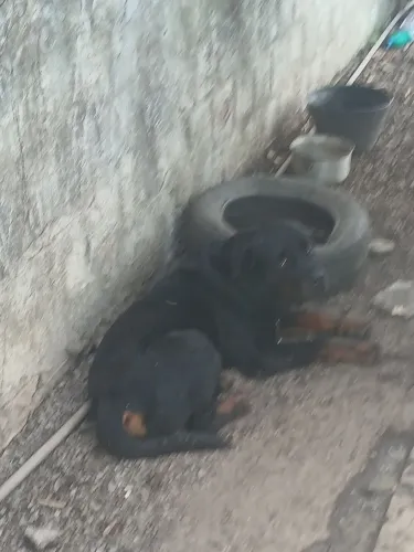 *Doação rotwailler 3 anos