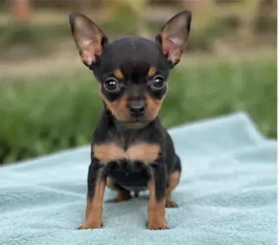 Lindos pinscher legítimos orquestra porte