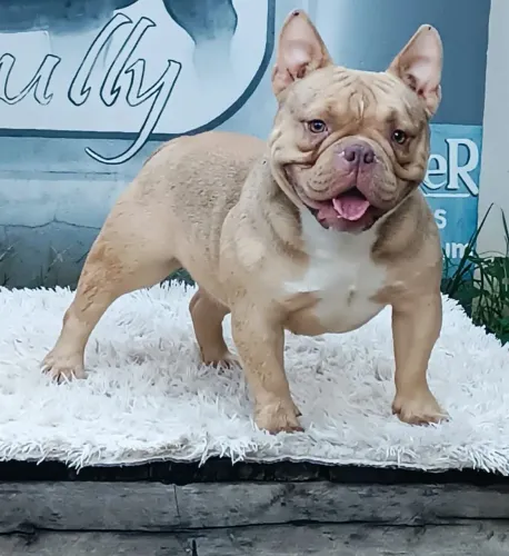 American bully fêmea castrada 
