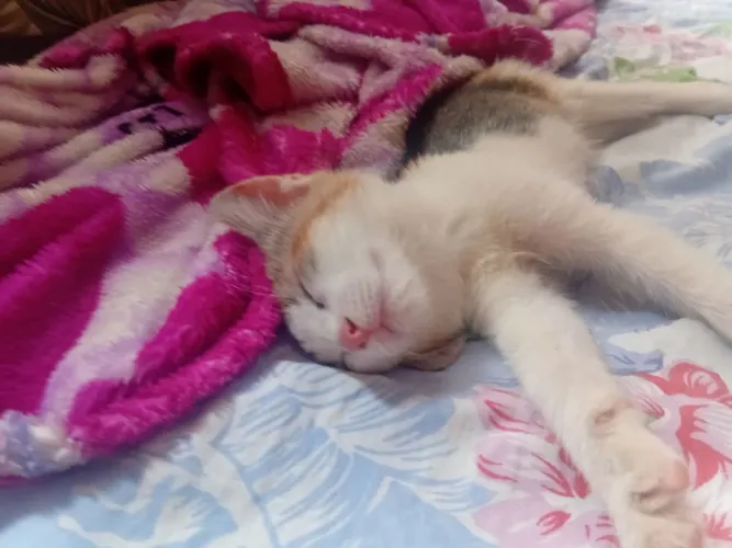 Vende-se gato rajado de três cores raro femea