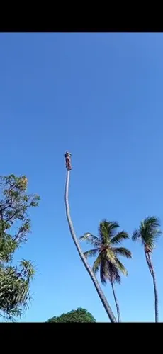 Poda de árvores ? limpeza de coqueiros *