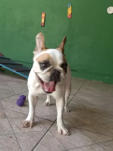 Hospedagem para Cães