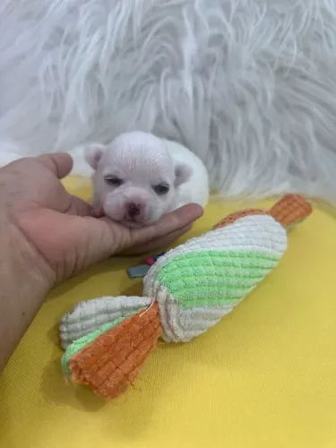 Chihuahua Micro Branco e Caramelo Fêmea - Extremamente Fofo e Carinhoso! 