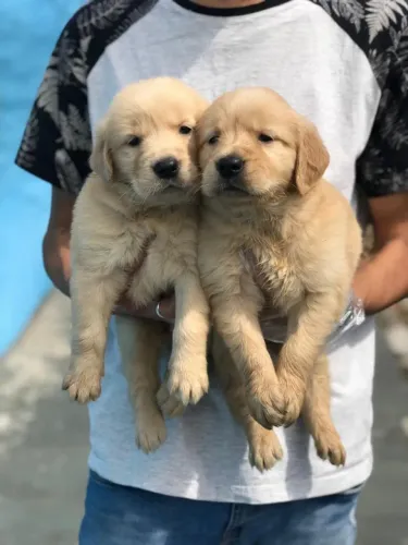 Dois filhotes de Golden retriever machinhos com 61 dias vacinados e com pedigree-Alberto