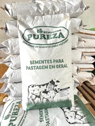 Semente Brachiaria Marandu