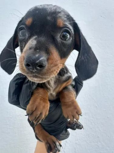 dachshund com 50 dias