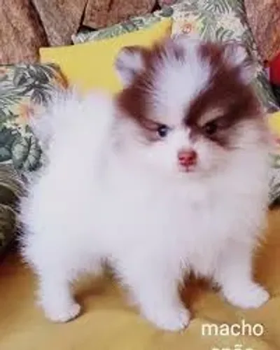 spitz o aleamao