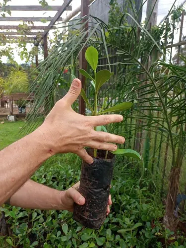 Muda de clusia