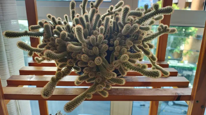 Cacto Mammillaria elongata