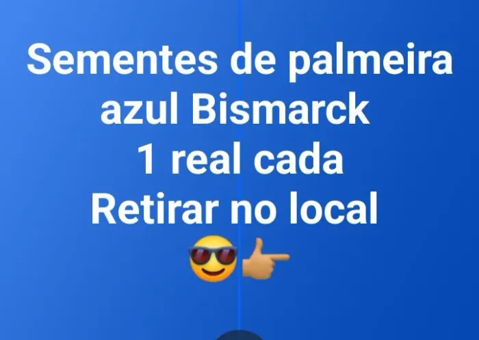 Sementes de Palmeira Azul Bismarck 