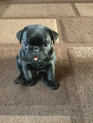 Filhote Pug, O aumor verdadeiro está esperando por você!