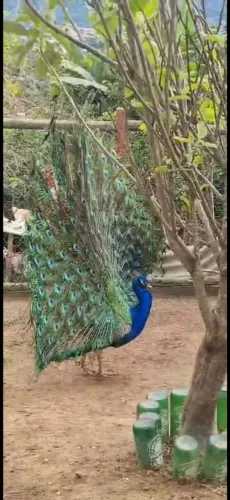 galinhas 