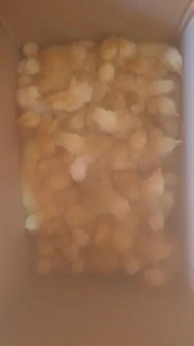 Pintos caipirão  pesadão