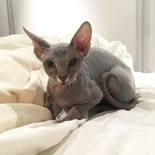 Lindos gatinhos Sphynx á venda 