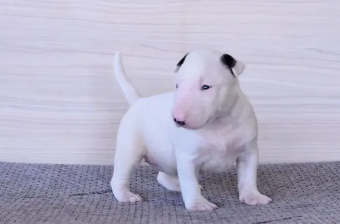 Bull terrier mini fêmea - Adquira seu filhote, entregamos até você! - Venâncio