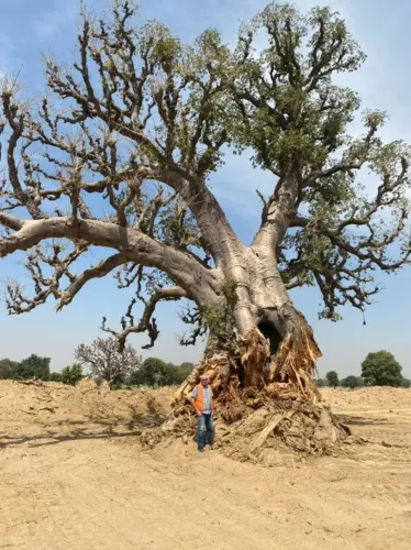 Vendesi sementes de Baoba' africano - Adansonia digitata