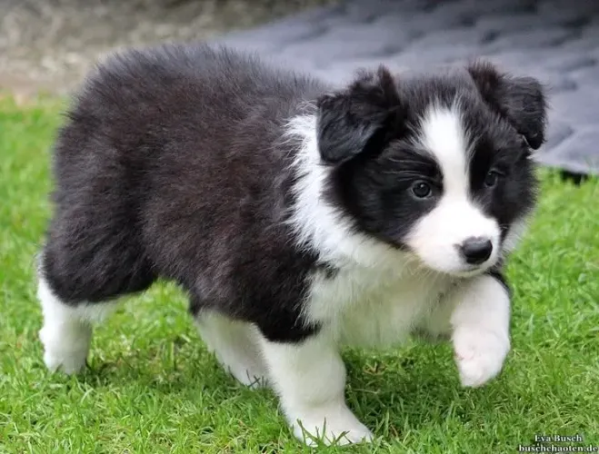 Filhote Border Collie na grama