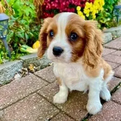 Cavalier King Charles Spaniel,Cavalier King Charles Spaniel Filhote Linda Linhagem Disponí
