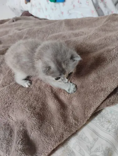 Doa se filhotes de gato