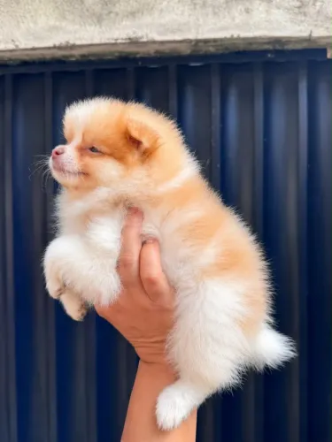 Lulu da pomerania