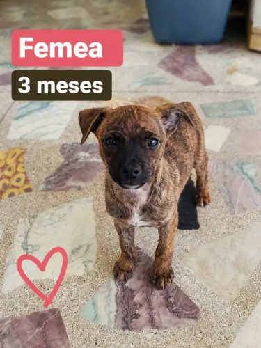 Caes para adoçao!