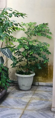 Jabuticabeira 