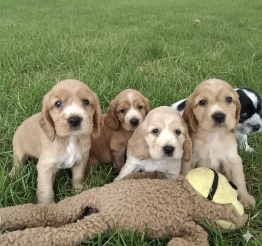 Cocker spaniel fêmea