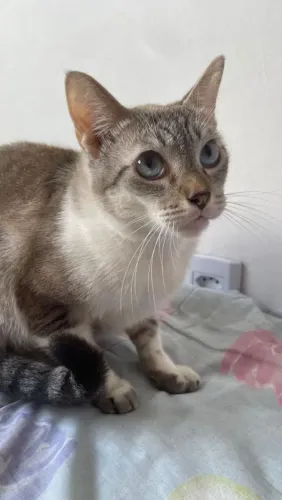 ADOÇAO GATO CARINHOSO
