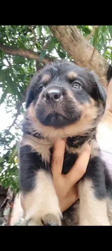 vendo um rottweiler macho com 2meses