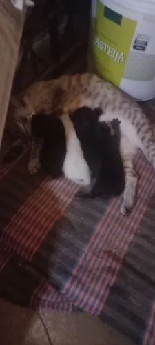 Alguém quer adotar gato 