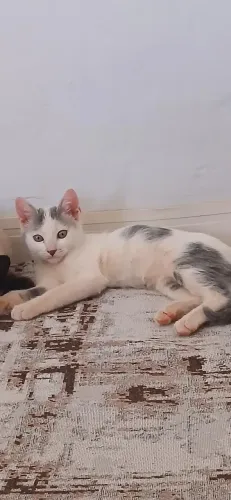 Gatinhos para doação