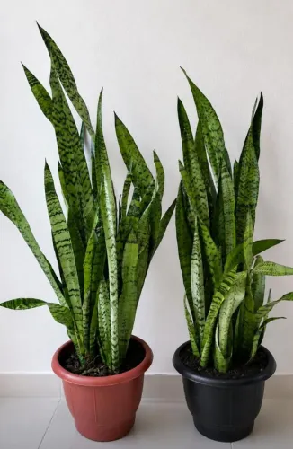 ESPADA-DE-SÃO-JORGE PRONTA ENTREGA