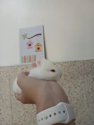 coelho Netherland Dwarf