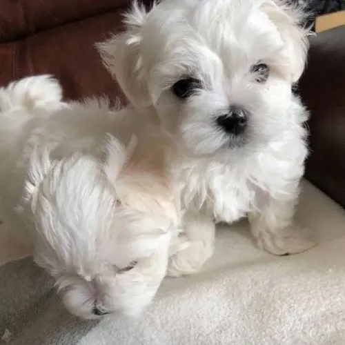 Cãozinho Maltês miniatura de linhagem selecionada e dócil