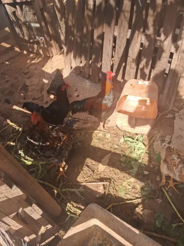 Galo e galinha