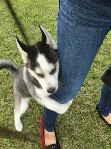 Husky siberiano Um filhotinho pronto para uma vida cheia de carinho
