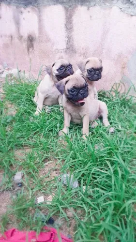 Pug filhotes