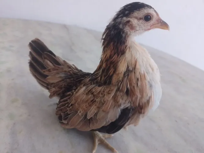seraminhas fêmea