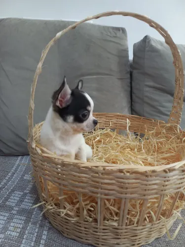 Chihuahua pelo curto