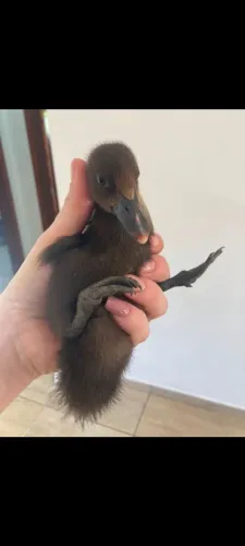 filhotes de pato