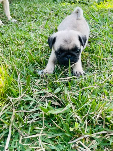 Lindo filhotinho de pug