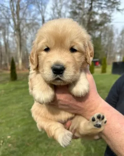 Golden Retriever Filhotes Realmente Lindos.