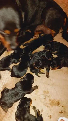 Rottweiler Reserva fêmea e macho 