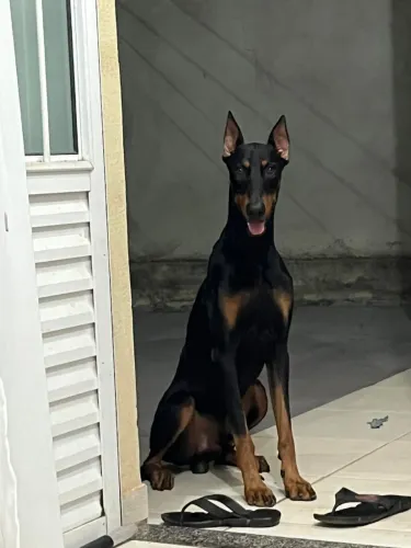 Doberman