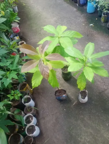 Frutíferas 