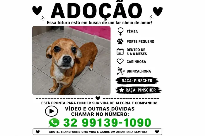 Doação de cachorro