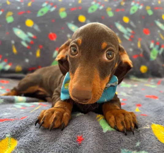 Dachshund miniatura 