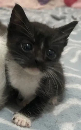Doação de linda gatinha de 45 dias