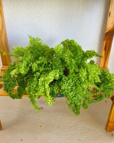 Vendo Plantas Pendentes 2 