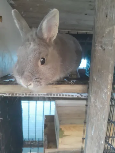 Coelho netherland dwarf